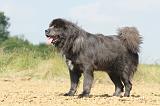 DOGUE DU TIBET 020